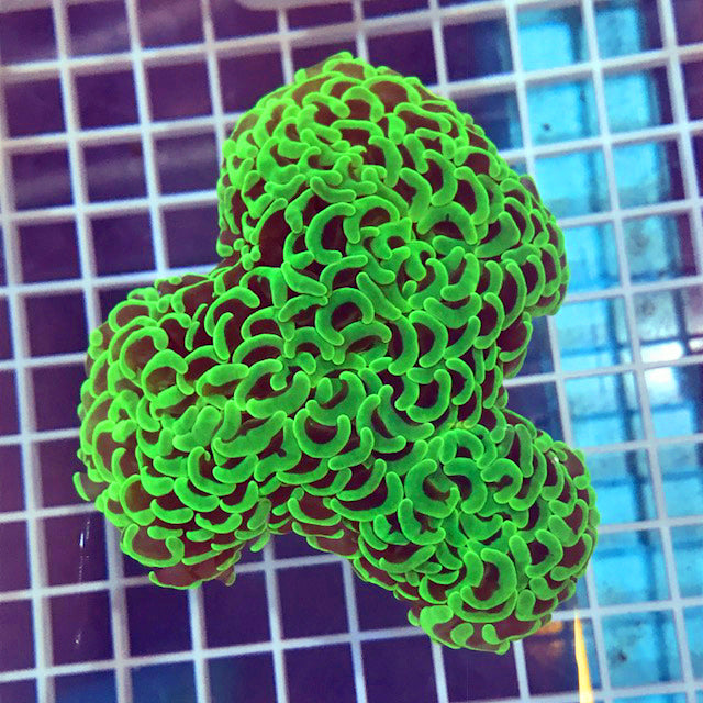 Green Hammer Coral