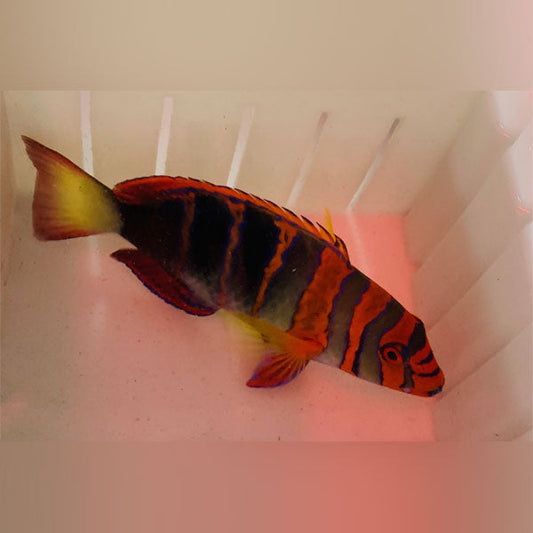 Harlequin Tuskfish Wrasse