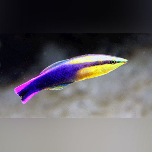 Hawaiian Cleaner Wrasse