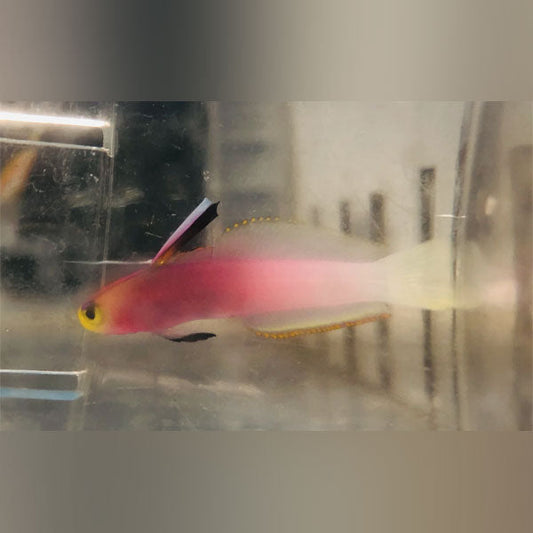 Helfrichi Firefish Goby