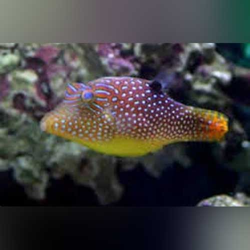 Honeycomb Puffer