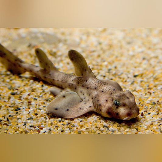 Horn Shark