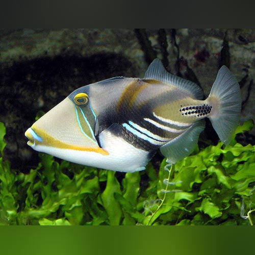 Huma Triggerfish