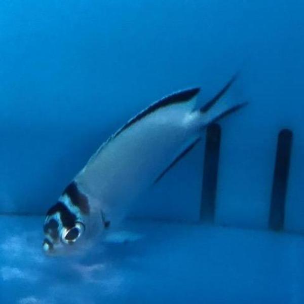 Watanabei Angelfish - Female