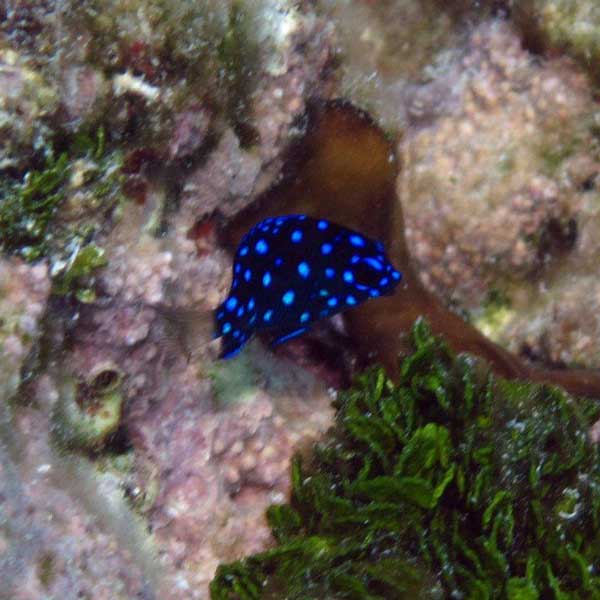 Jewel Damselfish