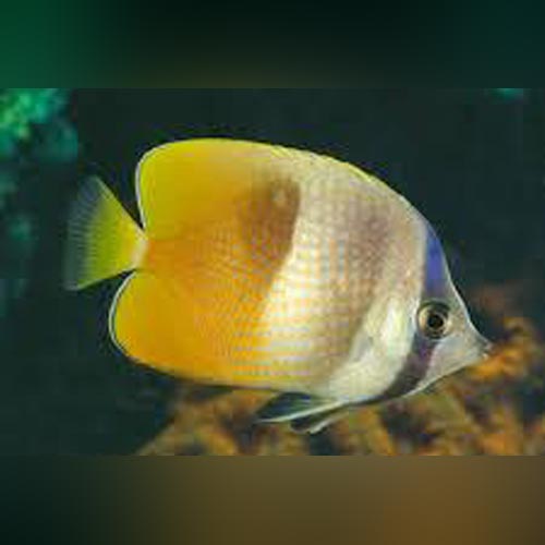 Sunburst Butterflyfish