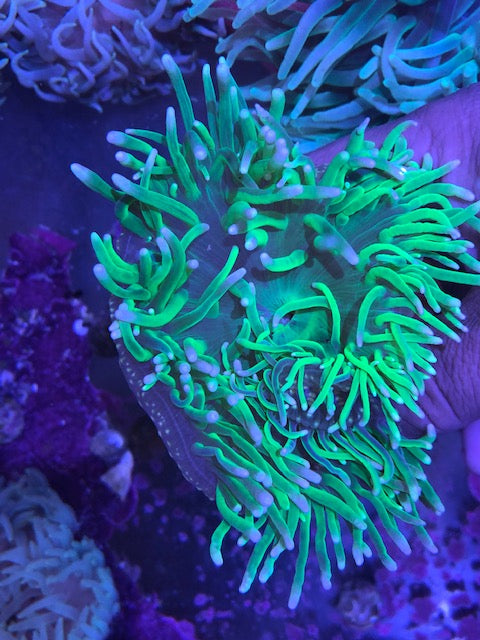 Long Tentacle Green Anemone