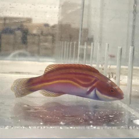 Labout's Wrasse