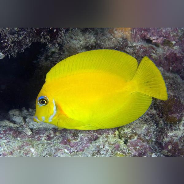 Mimic Lemon Peel Tang