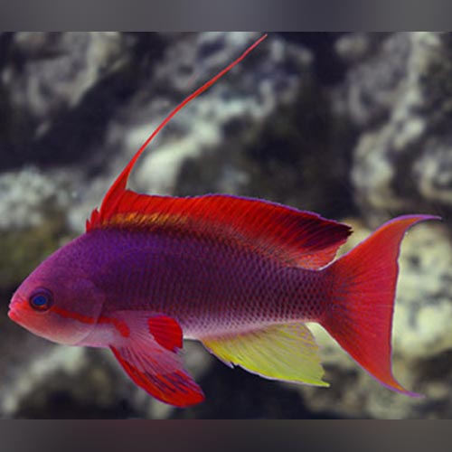 Squamipinis Blue Eye Anthias - Female