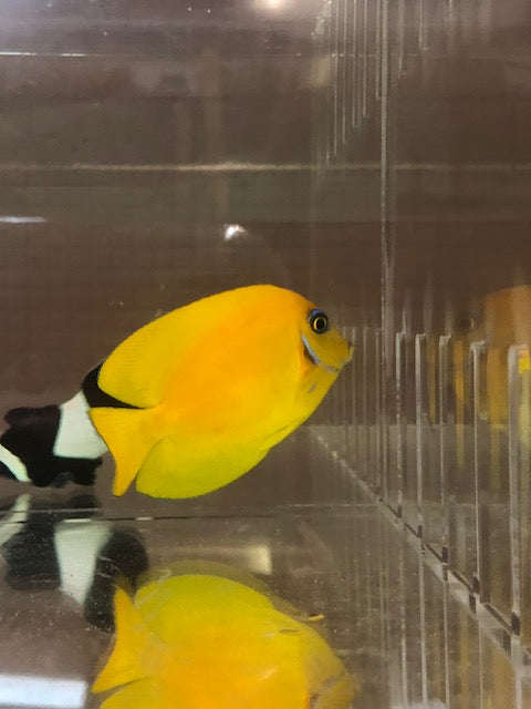 Mimic Lemon Peel Tang