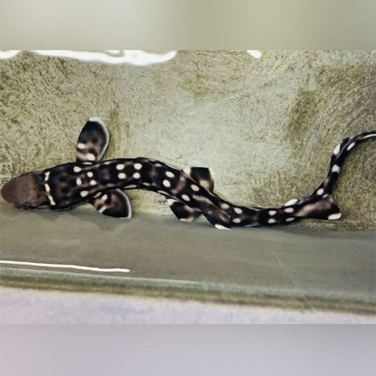 Marble Shark