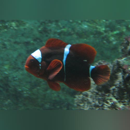 Maroon Clownfish