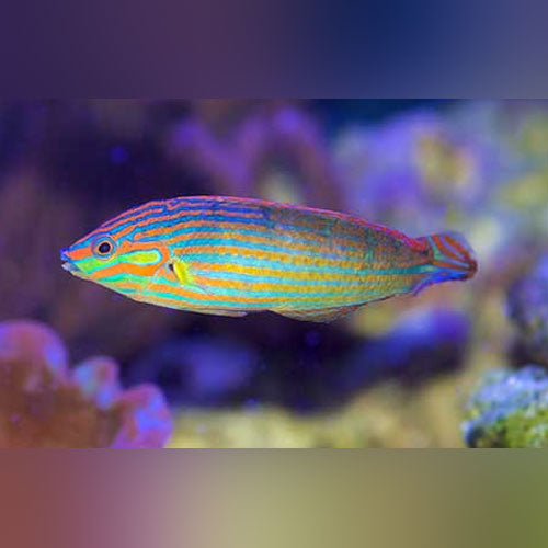 Melanurus Wrasse Male