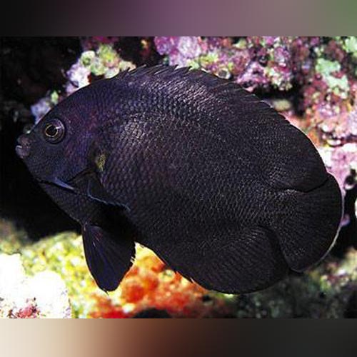 Midnight Angelfish