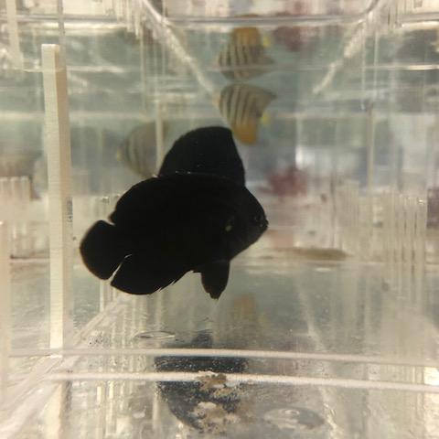 Midnight Angelfish