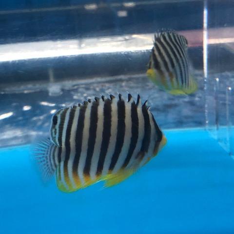 Multibar Angelfish