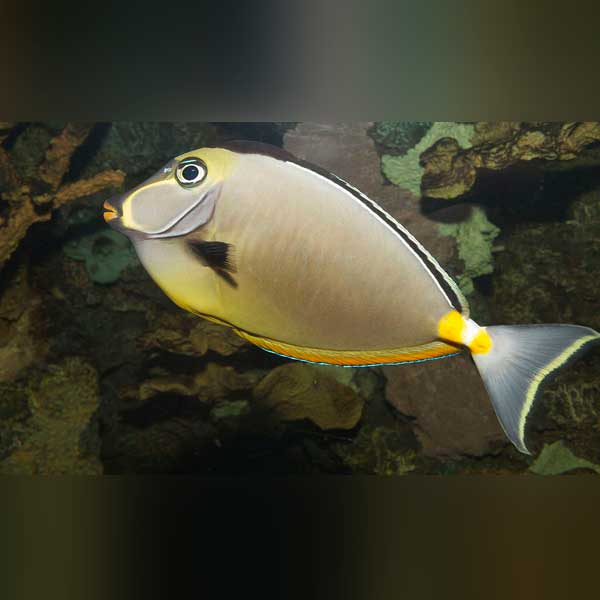 Naso Tang