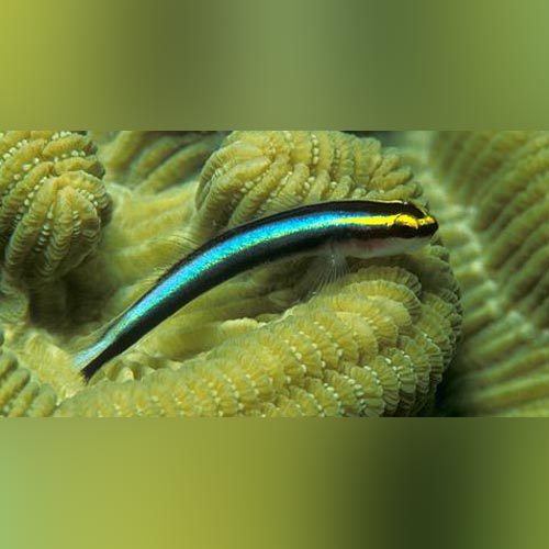 Neon Blue Goby