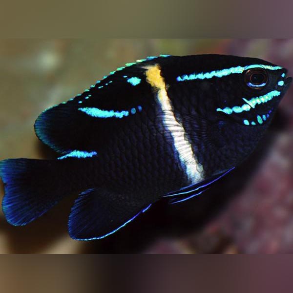 Blue Velvet Damselfish