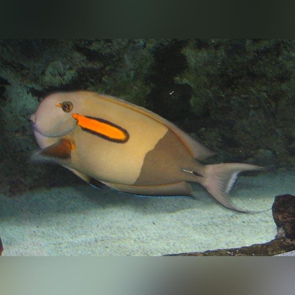 Orange Shoulder Tang