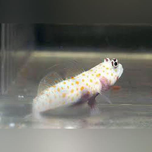 Orange Spot Watchman Goby