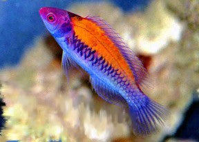 Orange Back Fairy Wrasse