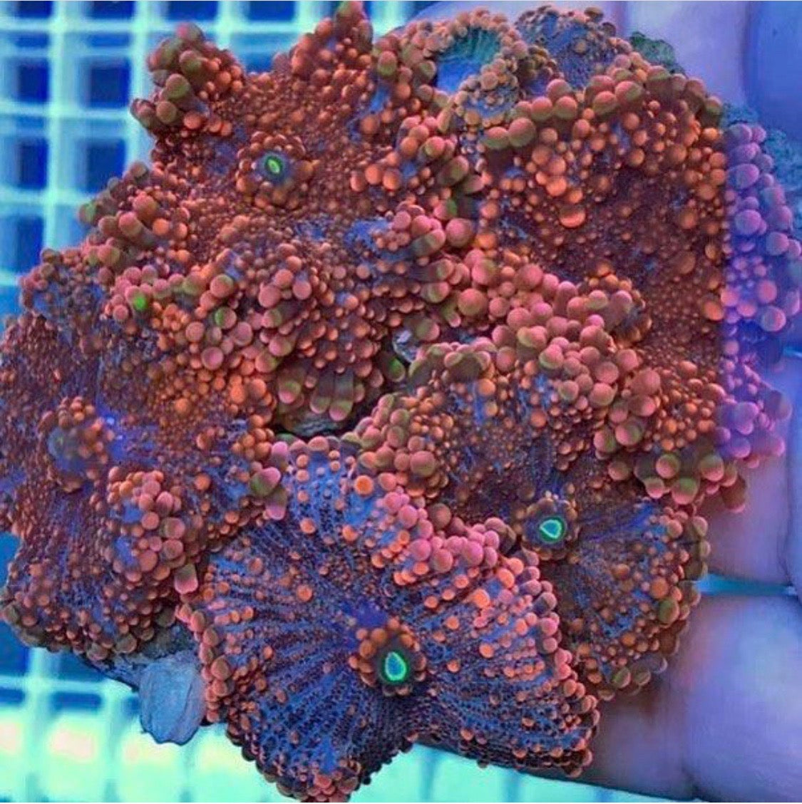 Orange Ricordia Mushroom