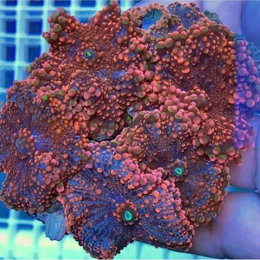 Orange Ricordia Mushroom