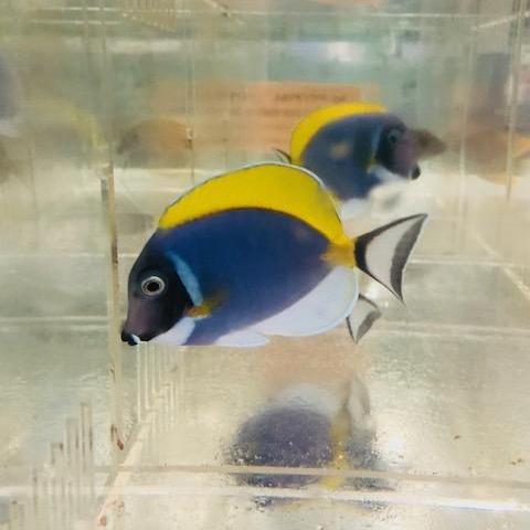 Powder Blue Tang