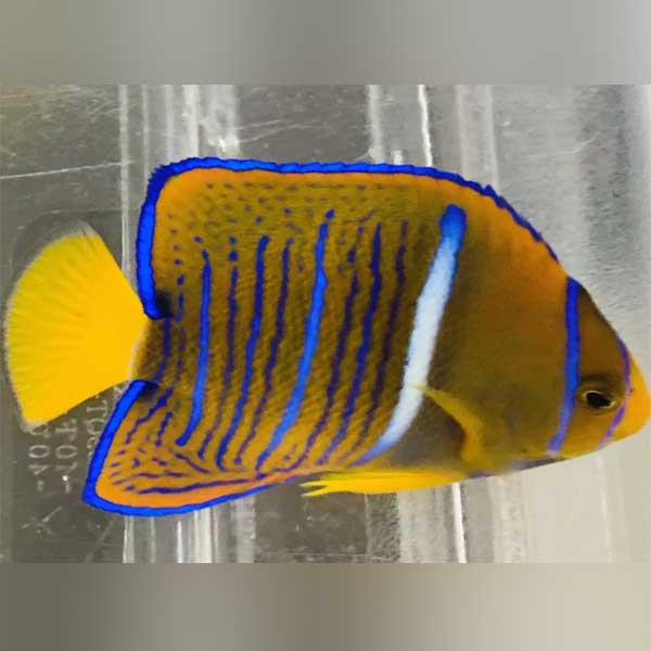 Passer Angelfish