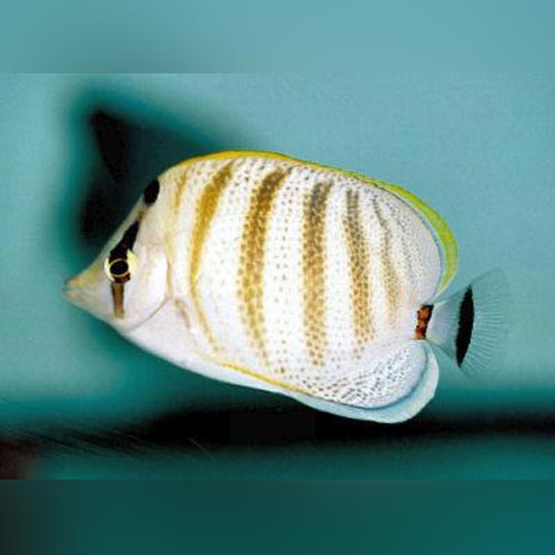 Pebble Butterflyfish