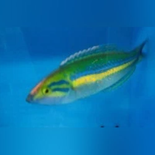 Pencil Wrasse