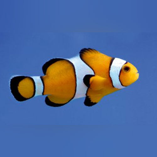 Percula Clownfish