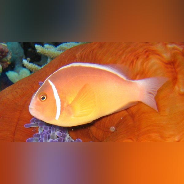 Pink Skunk Clownfish