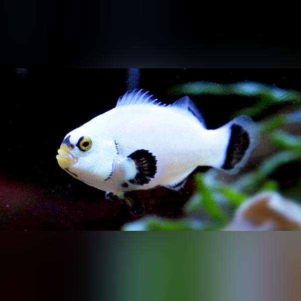 Platinum Clownfish