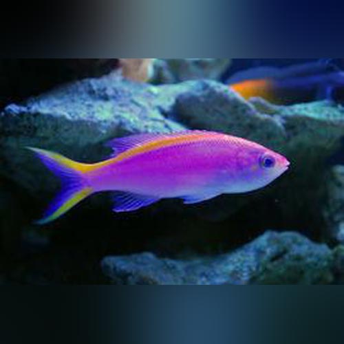 Purple Queen Anthias