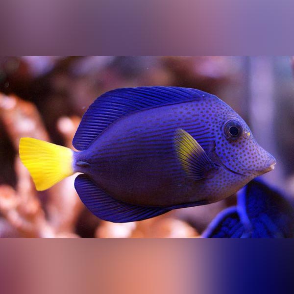 Purple Tang