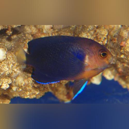 Pygmy Angelfish