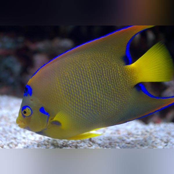 Queen Angelfish