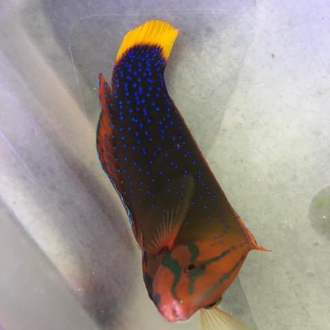 Red Coris Wrasse