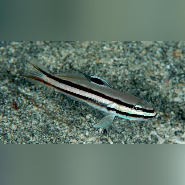 Railway Sleeper Goby