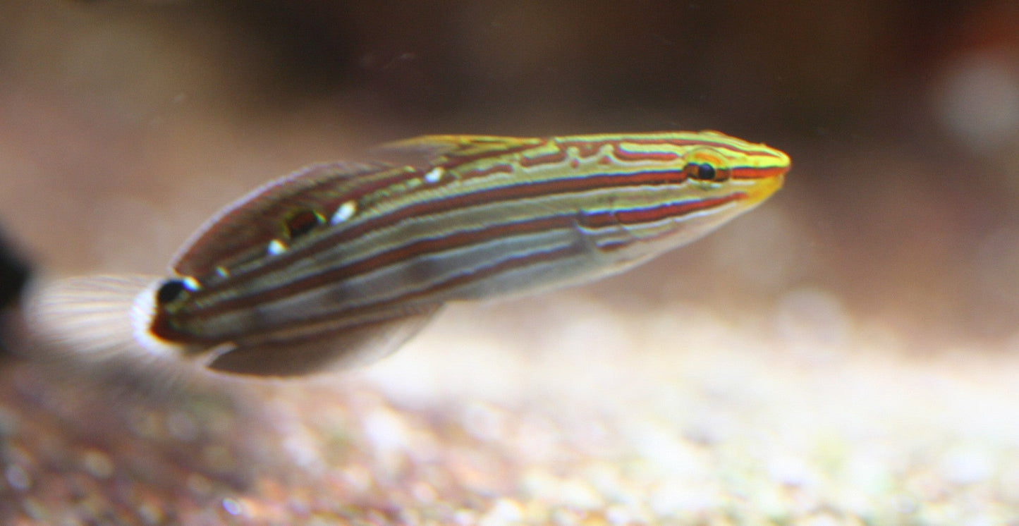 Rainfordi Goby