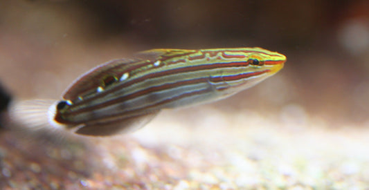 Rainfordi Goby