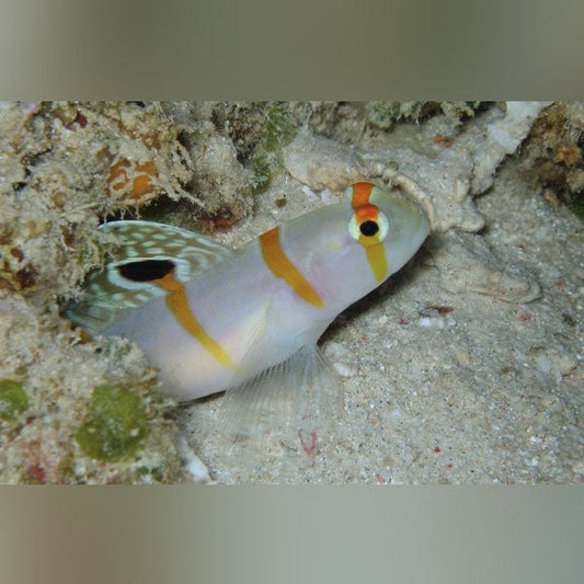 Randall's Goby