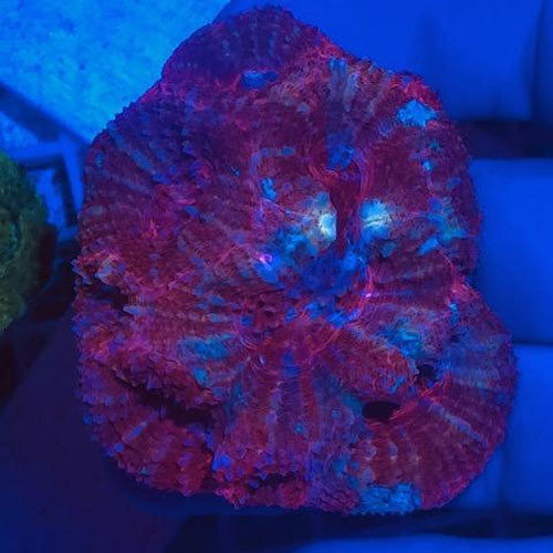 Red Bowerbankii Coral