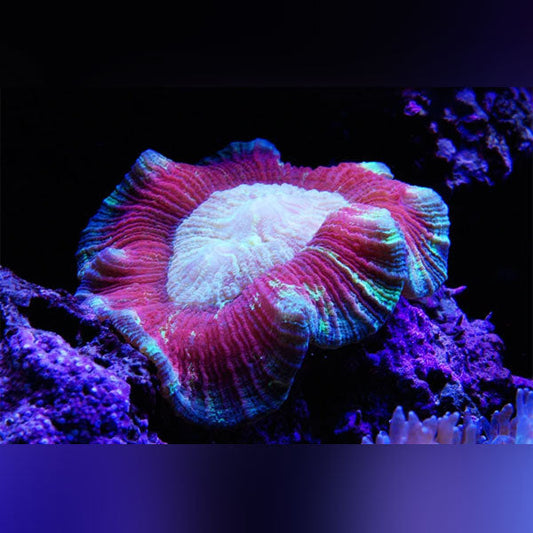 Red Brain Coral