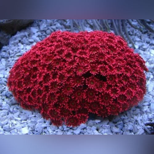 Red Flower Pot Coral
