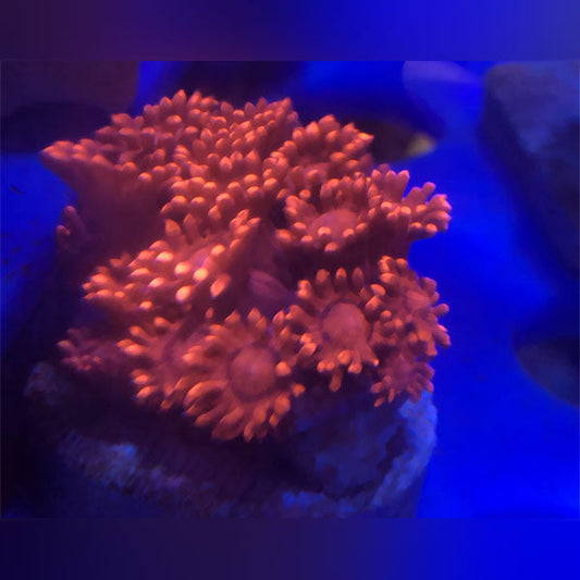 Red Goniopora Coral Frag