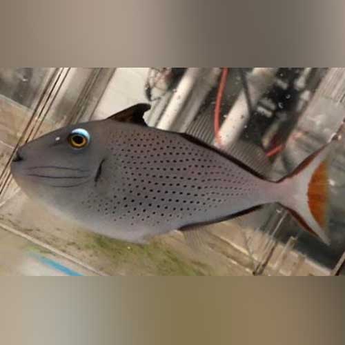 Red Tail Triggerfish